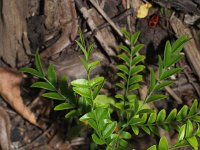 Gleditsia triacanthos 6, Valse christusdoorn, Saxifraga-Rutger Barendse