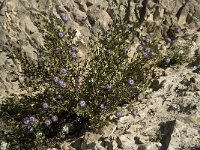 Globularia alypum 10, Saxifraga-Willem van Kruijsbergen