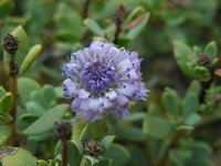 Globularia alypum 13, Saxifraga-Ed Stikvoort