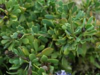 Globularia alypum 14, Saxifraga-Ed Stikvoort