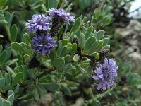 Globularia alypum 16, Saxifraga-Ed Stikvoort