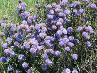 Globularia alypum 2, Saxifraga-Jasenka Topic