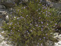 Globularia alypum 4, Saxifraga-Willem van Kruijsbergen