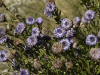 Globularia alypum 5, Saxifraga-Willem van Kruijsbergen