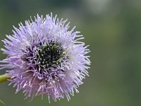 Globularia cambessedesii 2, Saxifraga-Jeroen Willemsen