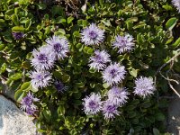 Globularia cordifolia 10, Saxifraga-Willem van Kruijsbergen