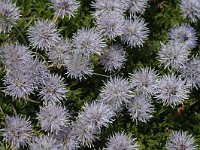 Globularia cordifolia 11, Saxifraga-Jan van der Straaten