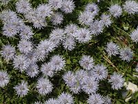 Globularia cordifolia 12, Saxifraga-Jan van der Straaten