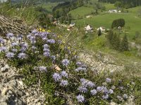 Globularia cordifolia 14, Saxifraga-Jan van der Straaten