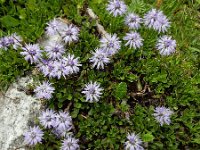 Globularia cordifolia 15, Saxifraga-Ed Stikvoort