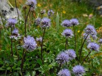 Globularia cordifolia 16, Saxifraga-Ed Stikvoort