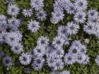 Globularia cordifolia 2, Saxifraga-Marijke Verhagen