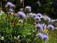 Globularia cordifolia 20, Saxifraga-Ed Stikvoort