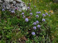 Globularia cordifolia 21, Saxifraga-Ed Stikvoort