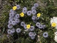 Globularia cordifolia 22, Saxifraga-Willem van Kruijsbergen