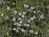 Globularia cordifolia 23, Saxifraga-Willem van Kruijsbergen