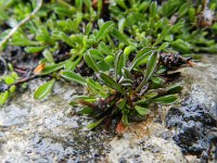 Globularia cordifolia 24, Saxifraga-Rutger Barendse