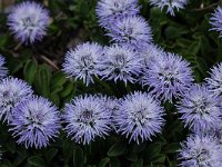 Globularia cordifolia 29, Saxifraga-Harry Jans