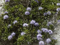 Globularia cordifolia 3, Saxifraga-Jan van der Straaten