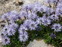 Globularia cordifolia 30, Saxifraga-Harry Jans