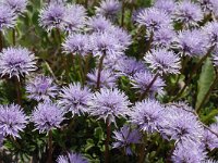 Globularia cordifolia 31, Saxifraga-Harry Jans