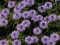 Globularia cordifolia 33, Saxifraga-Harry Jans