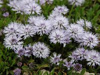 Globularia cordifolia 35, Saxifraga-Harry Jans