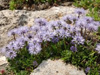 Globularia cordifolia 36, Saxifraga-Harry Jans