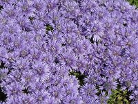 Globularia cordifolia 37, Saxifraga-Harry Jans