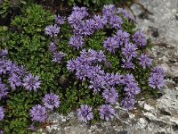 Globularia cordifolia 39, Saxifraga-Harry Jans