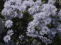 Globularia cordifolia 4, Saxifraga-Marijke Verhagen