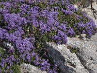 Globularia cordifolia 41, Saxifraga-Harry Jans