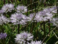 Globularia cordifolia 45, Saxifraga-Hans Grotenhuis