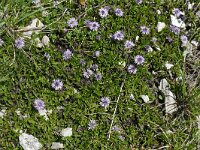 Globularia cordifolia 46, Saxifraga-Hans Grotenhuis