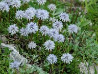 Globularia cordifolia 5, Saxifraga-Willem van Kruijsbergen