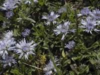 Globularia cordifolia 7, Saxifraga-Marijke Verhagen