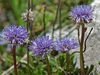 Globularia cordifolia 8, Saxifraga-Willem van Kruijsbergen