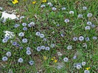 Globularia cordifolia 9, Saxifraga-Willem van Kruijsbergen