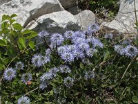 Globularia nudicaulis 11, Saxifraga-Jeroen Willemsen