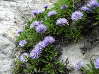 Globularia nudicaulis 14, Saxifraga-Rutger Barendse