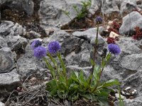 Globularia nudicaulis 15, Saxifraga-Luuk Vermeer