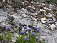 Globularia nudicaulis 16, Saxifraga-Luuk Vermeer