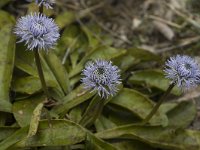 Globularia nudicaulis 2, Saxifraga-Marijke Verhagen