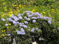 Globularia nudicaulis 20, Saxifraga-Luuk Vermeer