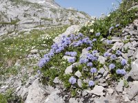 Globularia nudicaulis 24, Saxifraga-Luuk Vermeer