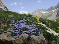 Globularia nudicaulis 25, Saxifraga-Luuk Vermeer