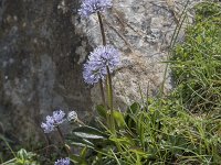 Globularia nudicaulis 29, Saxifraga-Willem van Kruijsbergen