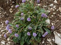 Globularia nudicaulis 3, Saxifraga-Willem van Kruijsbergen