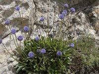 Globularia nudicaulis 31, Saxifraga-Willem van Kruijsbergen