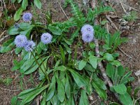 Globularia nudicaulis 4, Saxifraga-Willem van Kruijsbergen